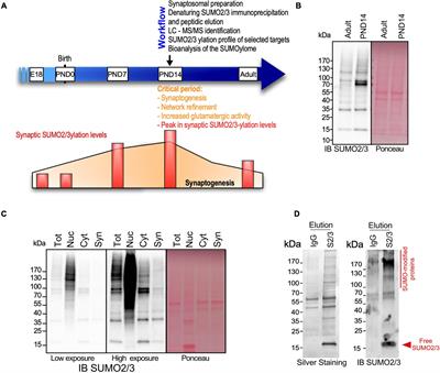 Proteomic Identification of an Endogenous Synaptic SUMOylome in the Developing Rat Brain